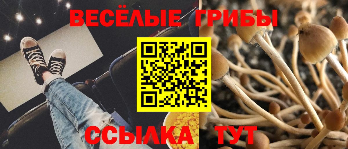 Псилоцибиновые грибы Psilocybe Вольск